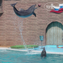 Burgas (Бургас) Адлерский дельфинарий
