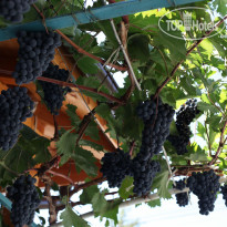 Drazhev виноградная лоза с виноградом 