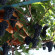 Drazhev виноградная лоза с виноградом 