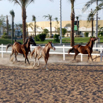 Concorde El Salam Hotel Sharm El Sheikh (Sport Area) 