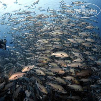 Camel Dive Club & Hotel 