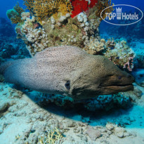 Camel Dive Club & Hotel 