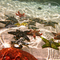 Tijara Beach Морские звезды на нашем рифе