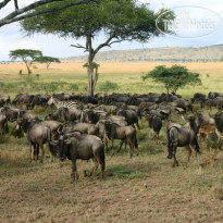 Serengeti Serena Lodge 