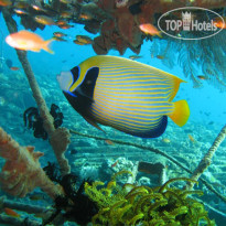 Ocean View Dive Resort Tulamben 
