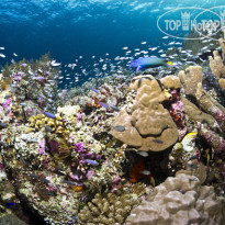 Wakatobi Dive Resort 