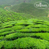 Equatorial Cameron Highlands Чайные плантации