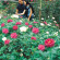 Equatorial Cameron Highlands Сад роз