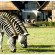 Harare Safari Lodge 