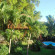 Tree Lodge Mauritius 