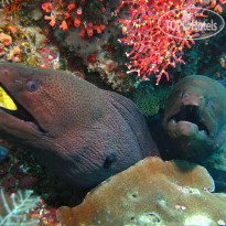 Ellaidhoo Maldives by Cinnamon 