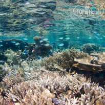 Park Hyatt Maldives Hadahaa House Reef