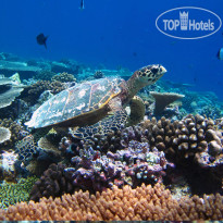 Coco Bodu Hithi Activities - SNORKELING AND DI