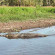 Mercure Kakadu Crocodile Hotel 