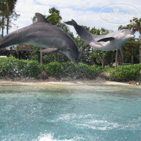 Half Moon Resort Дельфины в отеле Half Moon