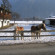 Landhaus Gredler Катание на лошадях