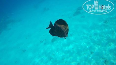 Pickalbatros Aqua Blu Resort - Sharm El Sheikh 4* Риф - Фото отеля