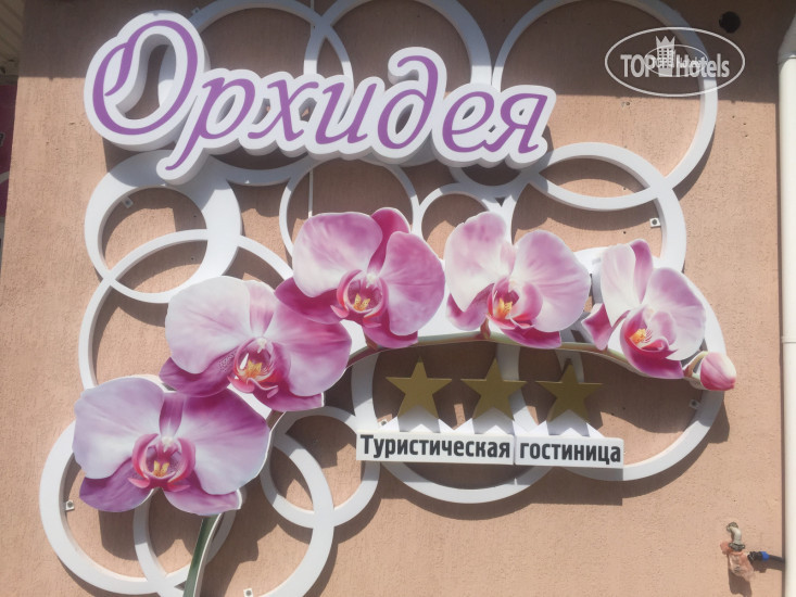 Фото Орхидея