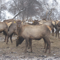 Маральник Altai Palace 