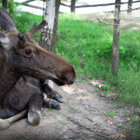 Safari Park 