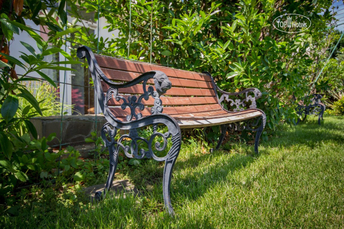 Киви вербена. Вербена Севастополь. Garden Севастополь.