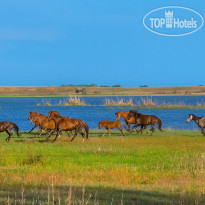 FISH FACTORY HOTEL Астраханские степи с табунами 