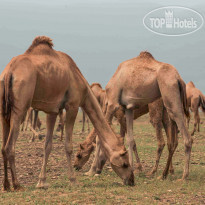 Al Baleed Resort Salalah By Anantara 