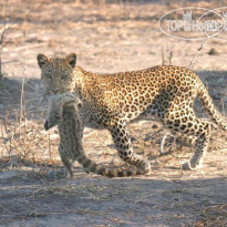 Chobe Safari Lodge 