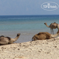 Swisscare Nuweiba Resort Hotel Camels on the beach
