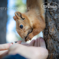 Discovery Borovoe Ручная белочка