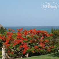 Tijara Beach Тенистая акация в цвету около 