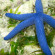 Tijara Beach Голубая морская звезда в нашей