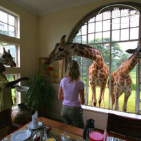 Giraffe Manor 