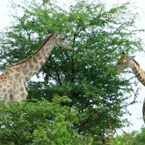 Etosha Village 