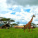 Serengeti Sametu Camp 