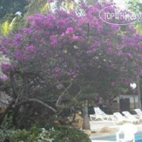 Les Bougainvillees Saly Сад