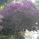 Les Bougainvillees Saly Сад