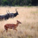 Bushlands Game Lodge 