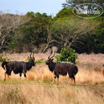 Bushlands Game Lodge 