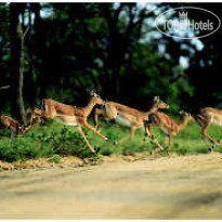 andBeyond Phinda Zuka Lodge 