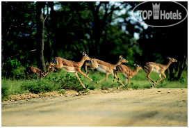 Фотографии отеля  andBeyond Phinda Zuka Lodge 5*