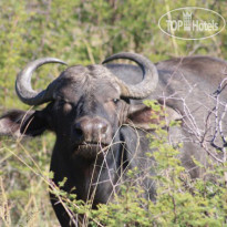 Ditholo Game Lodge 