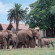 Gorah Elephant Camp 