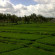 Arjana Bungalows Rice Field 