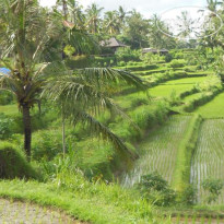 Matahari Lumbung's Bungalow 