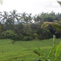 Ubud Green 