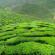 Equatorial Cameron Highlands Чайные плантации