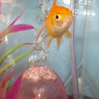 Happy Fish Guest House
