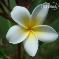 Tropical Garden Lounge Hotel & Resort
