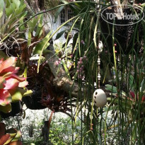 Pallada Bromeliads Garden And Resort 